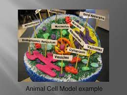 Check spelling or type a new query. Cell Model Day Let S Get Ready Ppt Download