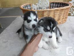 Give a home to this cute puppy. Potty Trained Siberian Husky Puppies For Sale In Toronto Ontario Classifieds Canadianlisted Com
