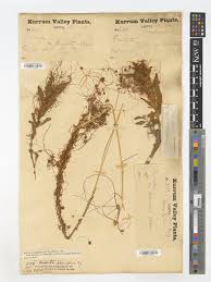 Image result for Cuscuta approximata