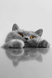 bi kedi gordum sanki cok sirin hayvanlar cute kittens sevimli hayvan yavrulari