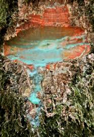 Image result for Pteronia acuminata