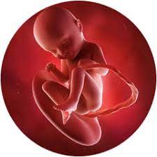 33 Ssw Schwangerschaftswoche Happybabyness Com