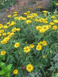 Image result for Heliopsis