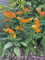 Image result for Asclepias foliosa