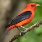 Thursday Morning Bird Walks: Lobster Cove Meadow