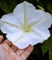 Image result for Ipomoea alba