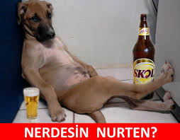 Nerdesin Nurten Mizah Matrak Espri Komik Saka Girgir Sozler Guzelsozler Komikso Komik Hayvan Fotograflari Komik Kopekler Komik Kopek Fotograflari