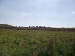 Image result for Ascolepis erythrocephala