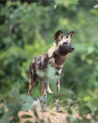Some wild dogs may have larger heads in proportion to their body size, and larger canine teeth than domestic dogs. Did You Know Wild Dogs Live In Zambian Ground Handlers Facebook