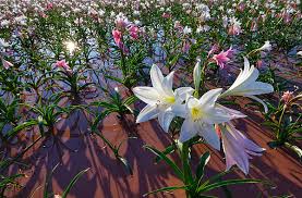 Image result for Crinum paludosum