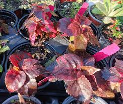Image result for Acalypha sonderiana