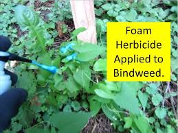 Zombies heroes and a member of the solar class. How To Kill Morning Glory Bindweed With Green Shoots Foam Herbicide Youtube