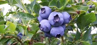 Nachdem du nun schon so lange blaubeeren (oder auch heidelbeeren oder schwarzbeeren genannt) im laden gekauft hast, fragst du dich vielleicht. Heidelbeeren Selber Pflucken Heidelbeergarten Worner In Durbach