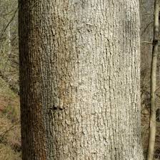 We did not find results for: Norway Maple Vs Sugar Maple Identification Bplant Org