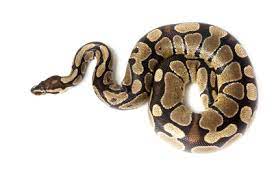 Essential, initial costs are typically around $350, while ongoing costs of ownership are around $150 per year. Ball Python For Sale Reptiles For Sale