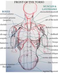 I'm not saying that everything is right in anatomy, but the basic geometry is displayed. The Front Of The Torso Life Drawing Notes