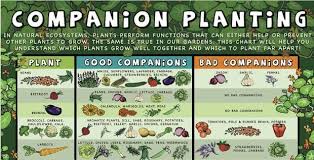 Beneficial herbs to plant with eggplant include tarragon and thyme. Infographic Companion Planting Guide Sustainable Gardening News
