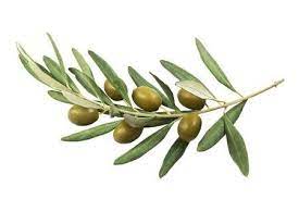Olive Branch With Green Olives On A White Background Isolated Olive Branch Tattoo Olive Branch Fruit Painting