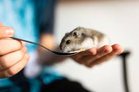 Darf Ein Hamster Rasen Essen My Hamster De