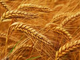 Grain is obtained by selecting 'pick wheat' in wheat fields growing in many places in runescape. Euronext Wheat Eases Markets Business Recorder