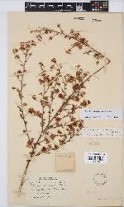 Image result for Polhillides velutina