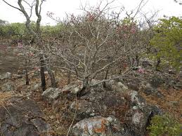 Image result for Dichaetanthera