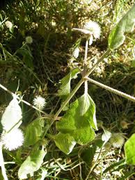 Image result for Cyathula uncinulata