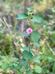 Image result for Urena