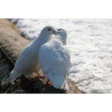 Merpati gambar unduh gambar gambar gratis pixabay. Harga Burung Merpati Sepasang Terbaru Agustus 2021 Biggo Indonesia