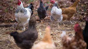 And a chicken doesn't have to be sick with salmonella to pass the pathogens to you. Salmonella Outbreak Linked To Backyard Chickens What To Know