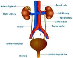 human excretion excretory system kidneys videos solved