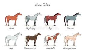 set of horse color chart equine coat colors with text