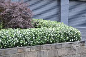 Hedge Experiments With Daphne And Leptospermum Gardendrum Shrubs For Landscaping Hedging Plants Garden Shrubs