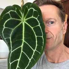 This baby is really starting to get big! Anthurium 'Blue Rider'  #anthuriumbluerid #anthuriumhybrid #anthurium #anthuriums #aroids  #houseplants #indoorplants #houseplantlovers #cippa #house_plant_commmunity  #plantdecor #plantsofinstagram ...