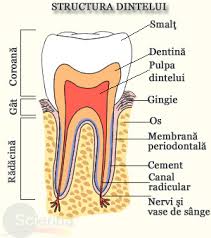 Acesta conţine, de asemenea, coenzima q10 şi vitamina e, care se regenereaza si intareste gingiile. Despre Sensibilitatea DentarÄƒ