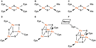 Frontiers Assembly And Transfer Of Iron Sulfur Clusters In The Plastid Plant Science