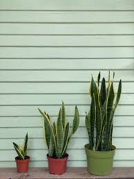 Image result for Habenaria laurentii