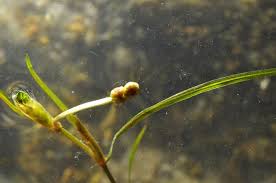 Image result for Potamogeton pusillus