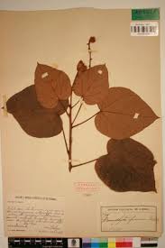 Image result for Manniophyton