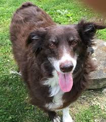 Cody Red Bi Aussie Australian Shepherd Australian Shepherd Blue Merle Australian Shepherd Training
