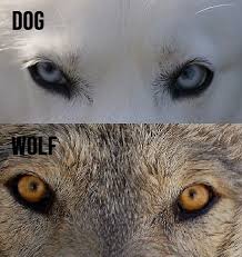 Maybe you would like to learn more about one of these? Wolf Eyes Are Usually Amber Wild Spirit Wolf Sanctuary Facebook