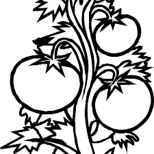 Black leafy scroll design with a white outline. Graphic Free Clip Art Mehmetcetinsozler Com Plants Tomato Plant Black And White Full Size Png Download Seekpng