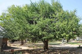 Image result for Garcinia volkensii