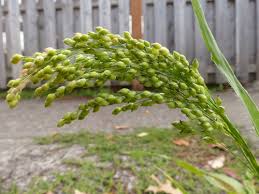 Image result for Panicum miliaceum
