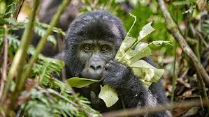 Volcanoes safaris has been at the forefront of reviving gorilla and chimpanzee tourism in the region since 1997. Uganda Ruanda Reisen Individualreisen Gruppenreisen Abendsonne Afrika