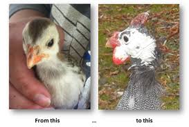 We did not find results for: Guinea Fowl Behaviour Fighting Over Mates Marilyn Williams