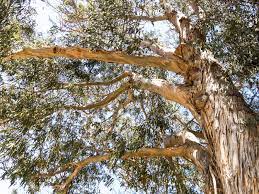 We did not find results for: Branch Drop In Eucalyptus Reasons For Eucalyptus Branches Falling On Property