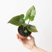 Image result for Disperis johnstonii