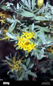 Image result for Pteronia acuminata