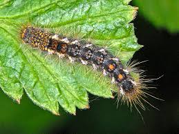Learn about the different positions a cat's tail will hold, and how it's a good indicator of their mood and how they're feeling. Maynard Life Outdoors And Hidden History Of Maynard Brown Tail Moths History Science And A Poem